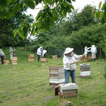 Главная весенняя ревизия пчелиных семей
