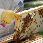 Правила отбора и пересылки патологического материала с пчеловодческих пасек.