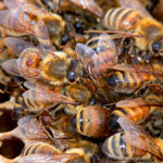 Варроатоз пчел