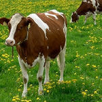 Кетоз молочных коров.