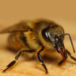 Острый паралич пчел