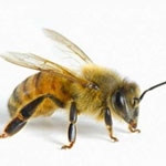 Белковая дистрофия пчел