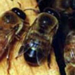 падевый токсикоз пчел