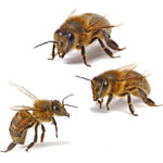 Углеводная дистрофия у пчел