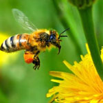 Малоизученные инвазионные болезни пчел