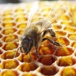 Химический токсикоз у пчел