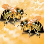Солевой токсикоз пчел
