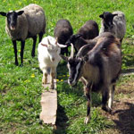 Атония и гипотония преджелудков у коз и овец
