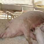 Фибриозный мастит у свиноматки