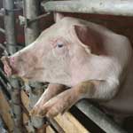 Паметка по Африканской чуме свиней