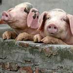 Мероприятия по ликвидачии Африканской чумы свиней