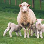 лечение маститов у овцематок