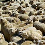 профилактика маститов у овец