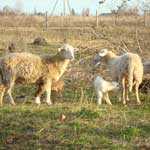 разновидности маститов у овец