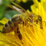 Дыхание и кровообращение у пчел