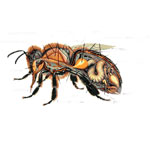 Органы пищеварения у пчел