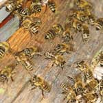 Органы размножения пчелиных маток
