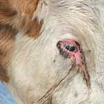 Инфекционный ринотрахеит крупного рогатого скота