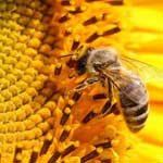 Полевые сельскохозяйственные культуры используемые в пчеловодстве