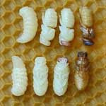 Развитие особей пчелиной семьи
