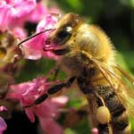 Сезонные измениния в пчелиной семье