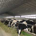 Профилактика нарушений обмена веществ у коров
