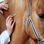 Инфекционный энцефаломиелит лошадей