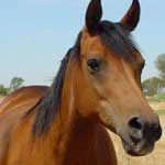 Ринопневмония лошадей вакцина