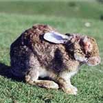 Инфекционный фиброматоз кроликов