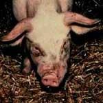 Инфекционный атрофический ринит свиней
