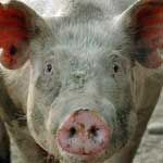 Саркоптоз свиней