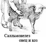 Сальмонеллез овец и коз