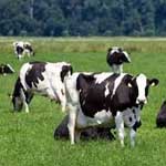Послеродовая гемоглобинурия коров