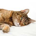 Болезни кошек цистит или мочекаменная болезнь