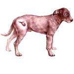 Дицинон при цистите у собак