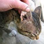 Отодектоз (ушной клещ, ушная чесотка) у кошки