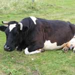 Гипотония и атония матки у коров