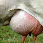 Задержание молока у домашних животных