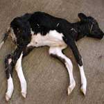 Инфекционные и инвазионные аборты у сельскохозяйственных животных