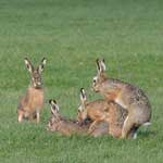 Стимуляция половой охоты у крольчих