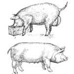Бруцеллез свиней