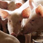 Два новых очага африканской чумы свиней