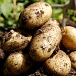Отравление животных картофелем и картофельной ботвой