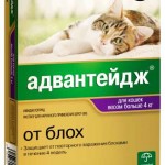 Блохи у кошек: симптомы, диагноз, как избавиться, препараты, Ветеринарная служба Владимирской области