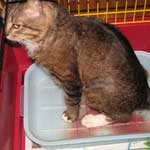 В чем причины и лечение крови в моче у кошки? Кровь в моче у кошки. Разбираемся в причинах