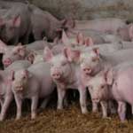 Три очага чумы свиней