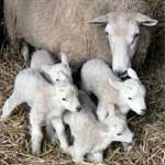 Акушерская помощь овцематкам при ягнении