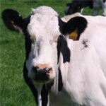 Кормление высокопродуктивных коров