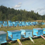 Занятие пчеловодством