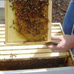 Осмотр пчелиных семей